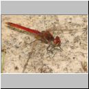 Sympetrum fonscolombii - Fruehe Heidelibelle m01.jpg